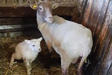 Appartamento a Badia - Varie - ID foto 21