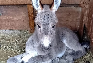 Appartamento a Badia - Varie - ID foto 22