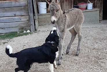 Appartamento a Badia - Varie - ID foto 23