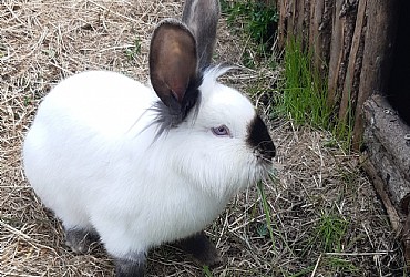 Appartamento a Badia - Varie - ID foto 24