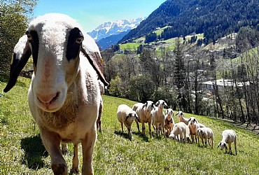 Appartamento a Badia - Varie - ID foto 26