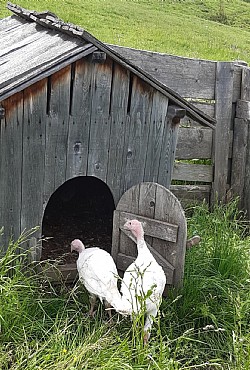 Appartamento a Badia - Varie - ID foto 27