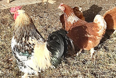 Appartamento a Badia - Varie - ID foto 28