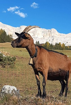 Appartamento a Badia - Varie - ID foto 29